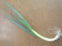 ひとり生えの青ネギと赤茎ほうれん草の種まき