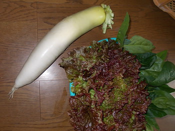 特大の冬野菜