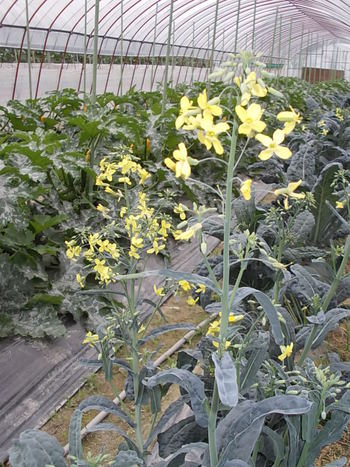 カーボロネロの花