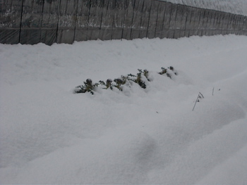 ２週続けての大雪