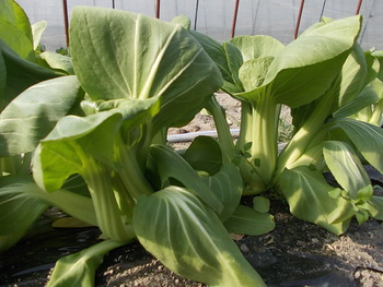 赤茎ほうれん草とチンゲンサイの出荷