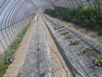 夏野菜の定植