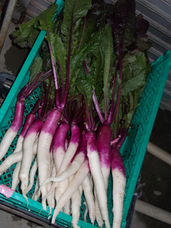 日野菜の出荷