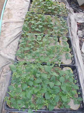 夏野菜苗の様子