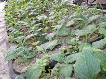 夏野菜苗の様子