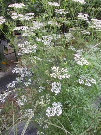 パクチーの花