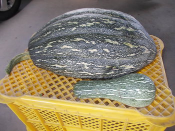 万次郎かぼちゃ（5kg）の収穫