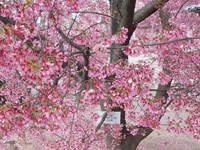 出町柳の　おかめ桜
