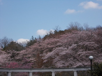 近江富士花緑公園の桜
