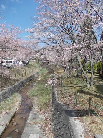 近江富士花緑公園の桜