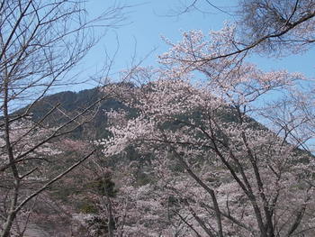 近江富士花緑公園の桜
