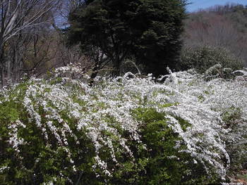 近江富士花緑公園の桜