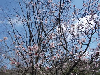近江富士花緑公園の桜