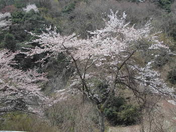 宇曽川ダム（渓谷）の桜