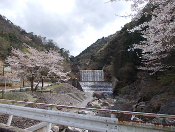 宇曽川ダム（渓谷）の桜