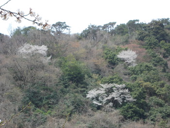 宇曽川ダム（渓谷）の桜