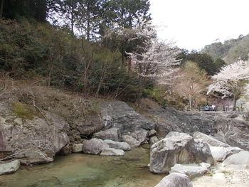 宇曽川ダム（渓谷）の桜
