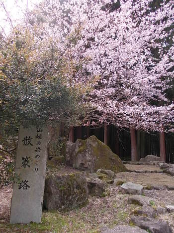 宇曽川ダム（渓谷）の桜