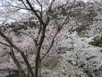 宇曽川ダム（渓谷）の桜
