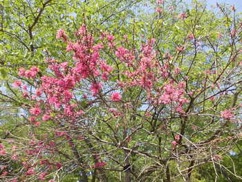 平日の花緑公園
