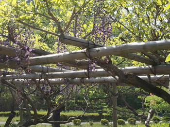 平日の花緑公園