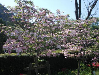 平日の花緑公園