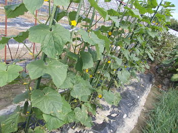 芋掘りと初秋の畑