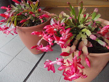シャコバサボテンの花
