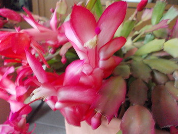 シャコバサボテンの花