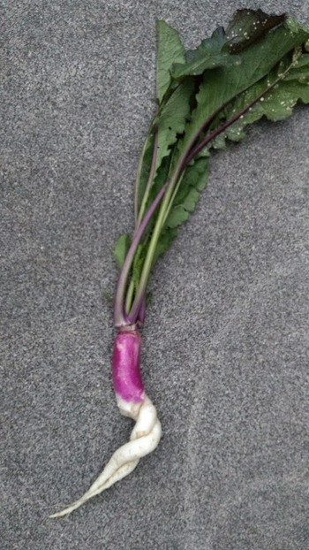 なまめかしい日野菜