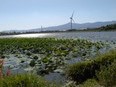 びわ湖の蓮、少しだけ咲いてました