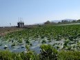 びわ湖の蓮、少しだけ咲いてました