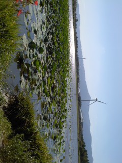 びわ湖の蓮、少しだけ咲いてました