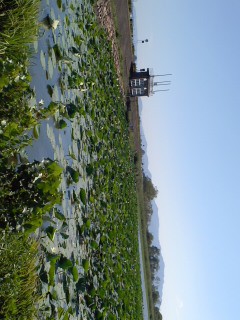 びわ湖の蓮、少しだけ咲いてました