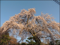 坂本の春(2023.4/27-28)