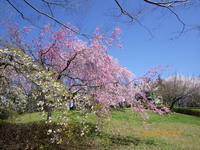 今日の桜模様