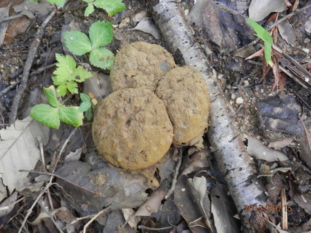 不明の　キノコ