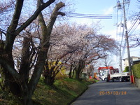 皇子山公園の春