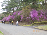 希望が丘裏山の若葉達