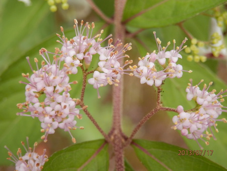 こんな花って　見た事ある？