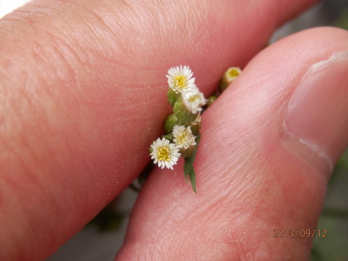 金勝川　　　秋の花