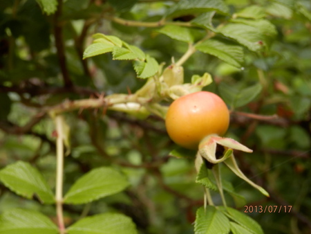 こんな花って　見た事ある？