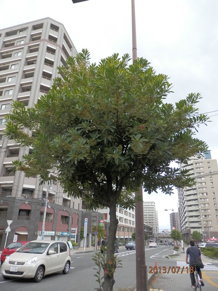 今日の　我が家の廻り