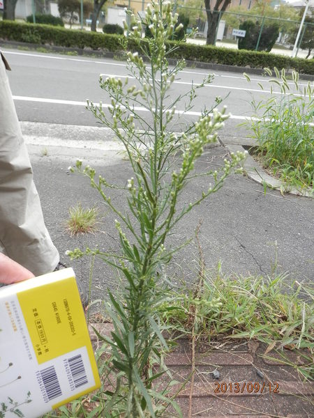 金勝川　　　秋の花