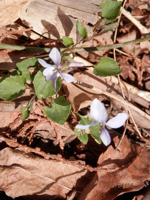 山門水源の森、海津大崎