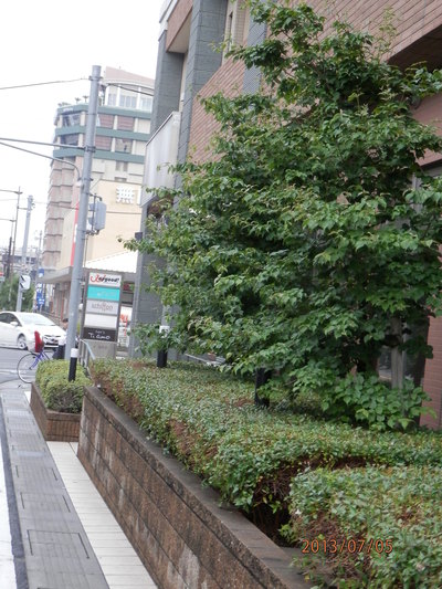 御近所の木