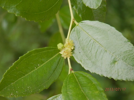 こんな花って　見た事ある？