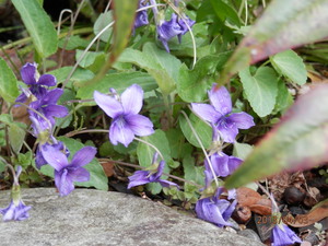 山科　毘沙門堂門跡