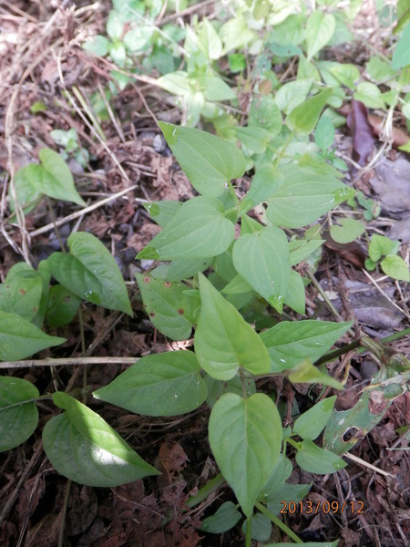 金勝川　　　秋の花