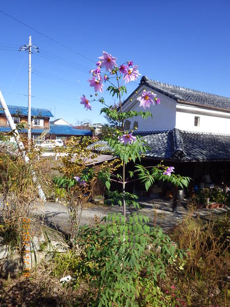１１月　琵琶イチ　ウオーク